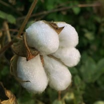 Better Cotton Council unveils new appointments, M&S sustainability expert joins