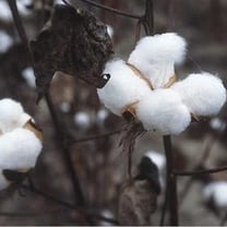 India cotton exports drop on thin supply pushing prices higher
