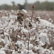 Vicunha vai começar a comprar grandes quantidades de algodão da província de San Juan, Argentina