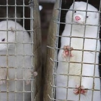 Danimarca obbligata ad abbattere milioni di visoni a causa di una mutazione del Covid-19