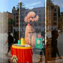 Dolce & Gabbana ha lanciato un profumo per cani, già oggetto di contestazioni