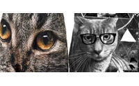 Patternpeople : Cat Fancy